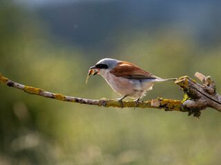 Neuntöter (Lanius collurio)