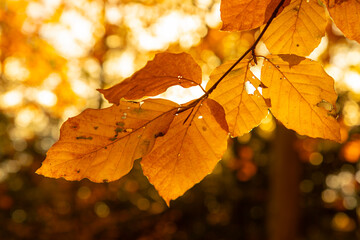 Autumnal leaves against sunlight