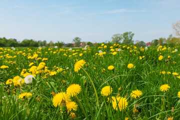 Vibrant Dandelion Field in Spring