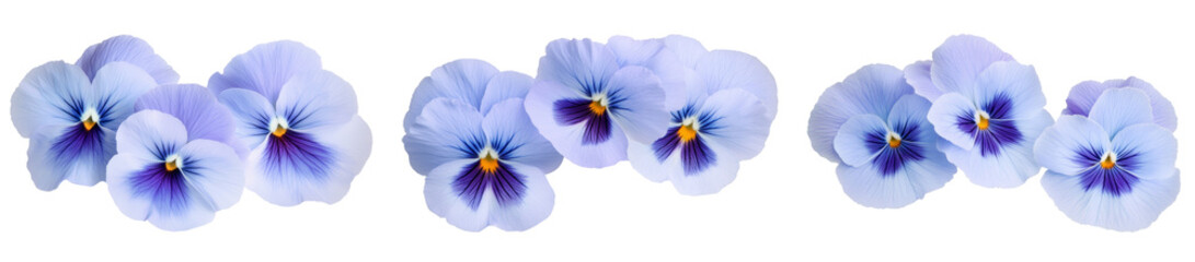 High-Quality PNG of Blue pansies on white isolated background &ndash; High Resolution