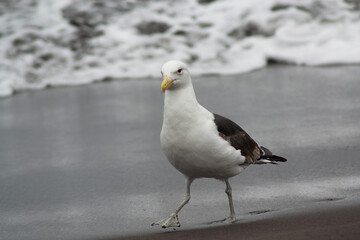 a seagull walking on the beach