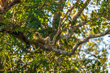 White-handed gibbon or Gibbons on trees, gibbon hanging from the tree branch. Animal in the wild, KhaoYai National Park, Thailand.