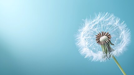 Fototapeta premium Dandelion seed dispersal nature close-up plant life tranquil environment macro view natural beauty