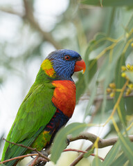 Rainbow lorikeet, Trichoglossus moluccanus, portrait