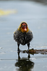 Eurasian coot chick, Fulica atra, at Bibra Lake