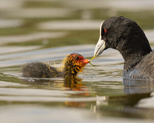 Eurasian coot chick being fed, Fulica atra, at Bibra Lake