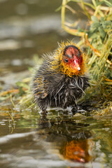 Eurasian coot chick, Fulica atra, at Bibra Lake