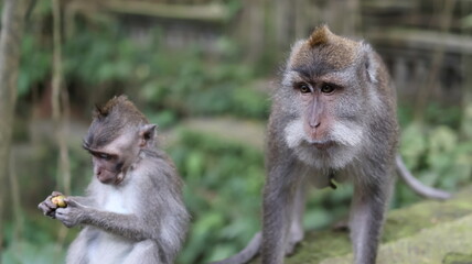 Long Tailed Macaque Monkeys in Sacred Monkey Forest