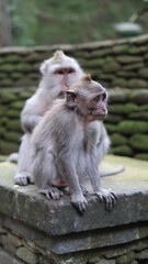 Long Tailed Macaque Monkeys in Sacred Monkey Forest