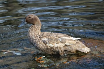 An image of a Duck bathing in a shallow pool.