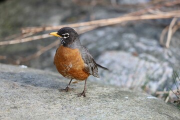 An image of an American Robin standing on a stone.