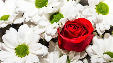 Close-up of white chrysanthemums and a red rose. Background concept