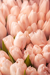 Background of soft pink tulip buds on a blurred background. Concept of love and wedding