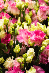 Close-up of green and pink flowers, background of flowers