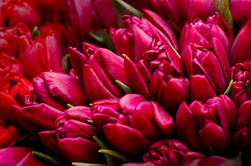 Close-up of a bouquet of red closed tulip buds on a blurred background