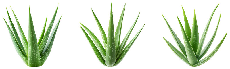 Fototapeta premium High-Quality PNG of Whole aloe vera plant Isolated on White Background – High Resolution