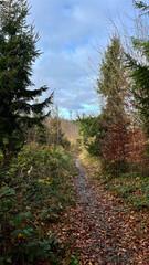 Hiking trail in a mountain autumn forest in Poland.