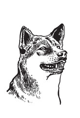 Graphical portrait of shiba inu dog on whte background, vector illustration