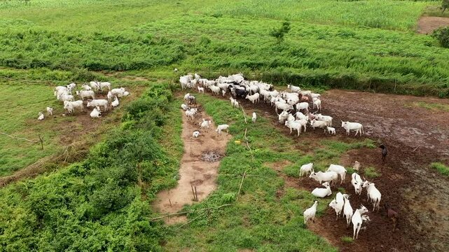 A shot of a Maze corn farm with cows in a village in south west of Nigeria