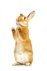 Obraz premium standing rabbit with fluffy coat and alert expression, showcasing its cute features and playful demeanor. Perfect for animal lovers and nature enthusiasts