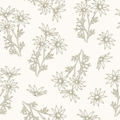 Obraz premium Hand drawn flannel flower background. Australian native plant