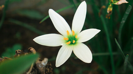 Fototapeta premium Pure white lilies bloom perfectly among the fresh green foliage