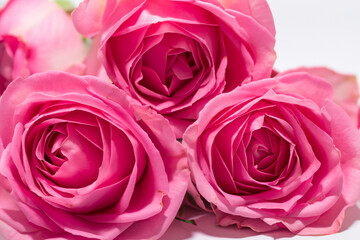 Obraz premium Bouquet of white roses against white. rose flower beautiful concept. a bouquet of pink roses lies on a white . a bouquet of pink roses lying on a lifestyle white.