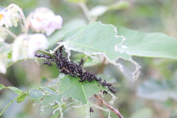 Soldier locust nymphs devouring a leaf.
