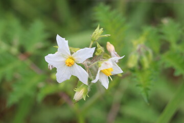 Very delicate small white flower. Very common in open fields