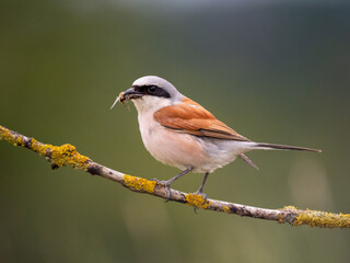 Neunt&ouml;ter (Lanius collurio)