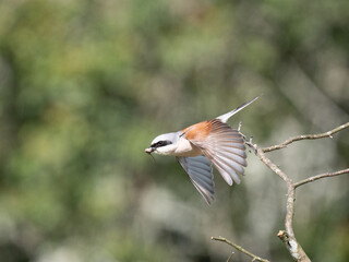 Neuntöter (Lanius collurio)