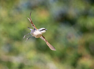 Neuntöter (Lanius collurio)
