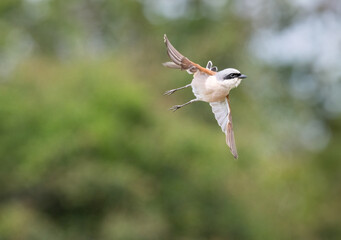 Neuntöter (Lanius collurio)