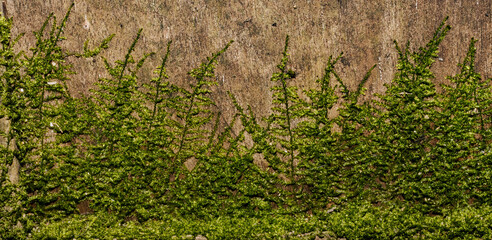 green moss texture background, moss on wall 