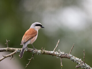 Obraz premium Neuntöter (Lanius collurio)