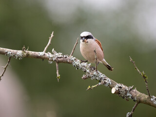 Fototapeta premium Neuntöter (Lanius collurio)