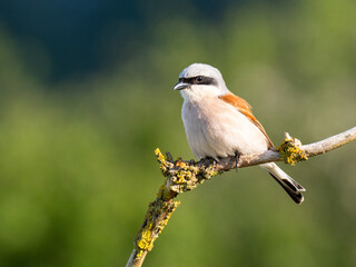 Neuntöter (Lanius collurio)