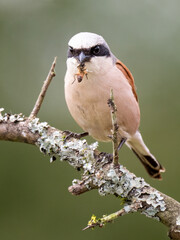 Neuntöter (Lanius collurio)