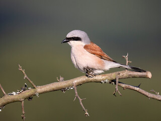 Neuntöter (Lanius collurio)