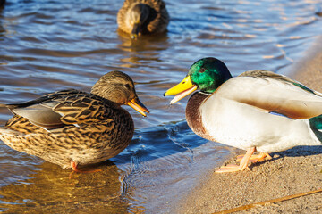 young ducks and drakes in lake with blue dark background with sun rays