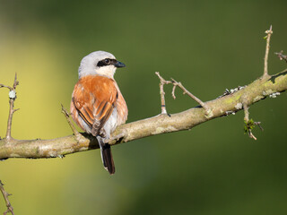 Neuntöter (Lanius collurio)