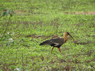 Curicaca -Theristicus caudatus- Bird with striking plumage of relatively large size, curved beak, red eyes