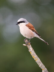 Neuntöter (Lanius collurio)