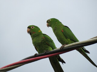 Maracanã Parakeet - Couple of green parakeets with yellow and red details perched on the electrical wiring