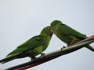 Maracanã Parakeet - Couple of green parakeets with yellow and red details perched on the electrical wiring