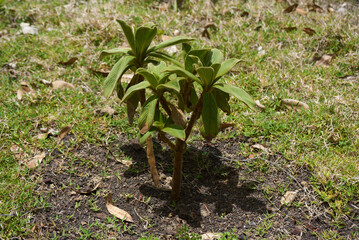 Cylindrocline lorencei, endemic to Mauritius, was thought extinct by 1990. In-vitro culturing saved it, and since 2011, plants have been repatriated for reintroduction.