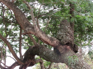 Giant termite mound at the top of a tree