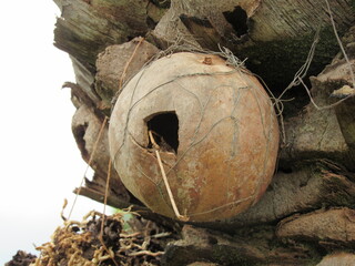Canary nest in dry gourd. Artificial nest very popular with birds.