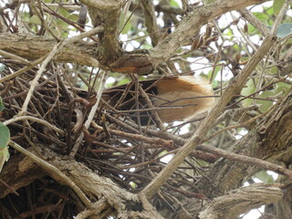 Siriema nest in an isolated tree. Siriema all hidden in the nest trying not to be noticed