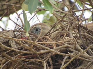 Siriema nest in an isolated tree. Siriema all hidden in the nest trying not to be noticed